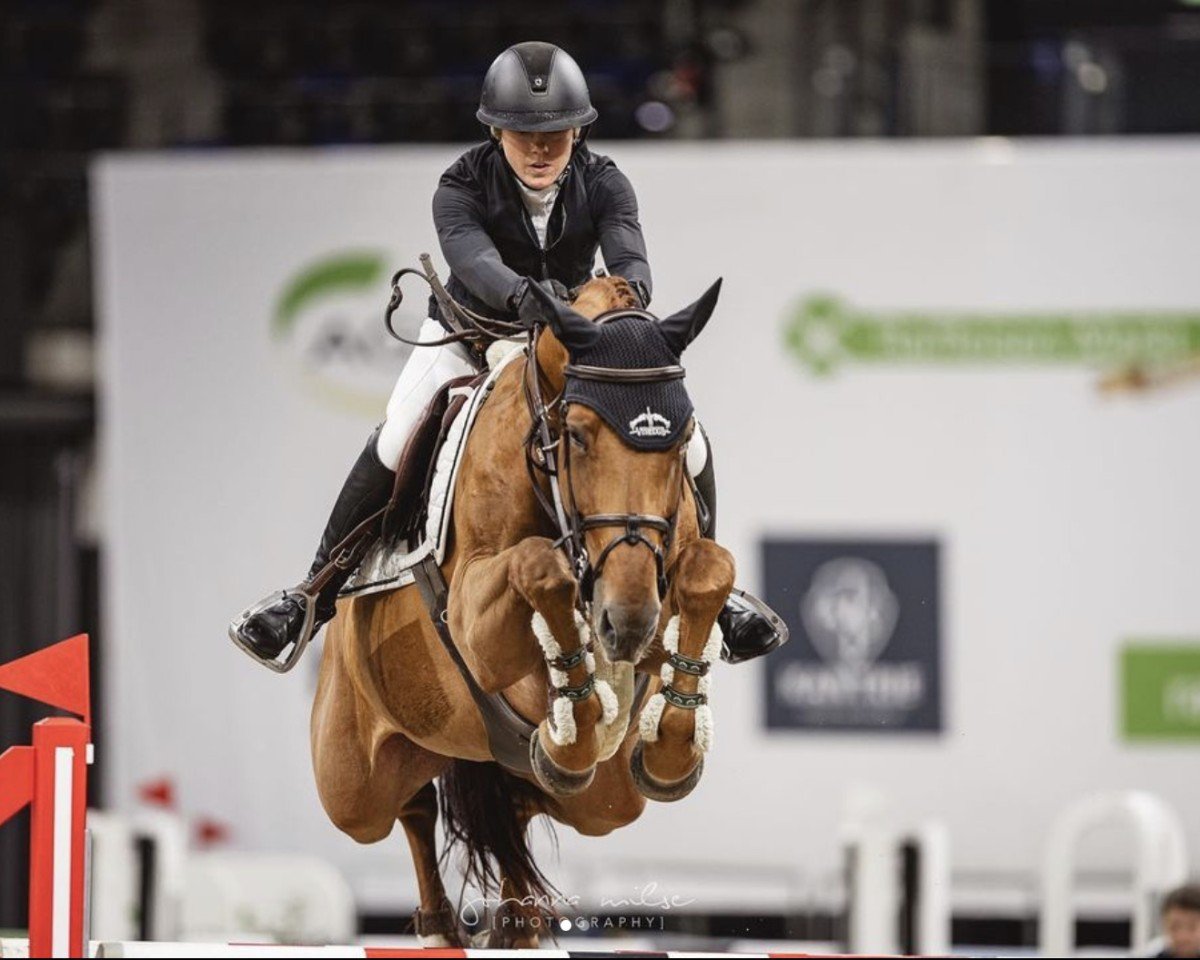 Zuchtstute Quitta d`Houtem (Belgisches Warmblut, 2016, von Diamant de Semilly)