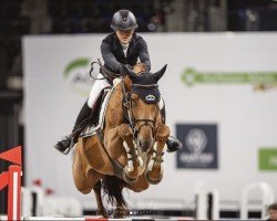 broodmare Quitta d`Houtem (Belgian Warmblood, 2016, from Diamant de Semilly)