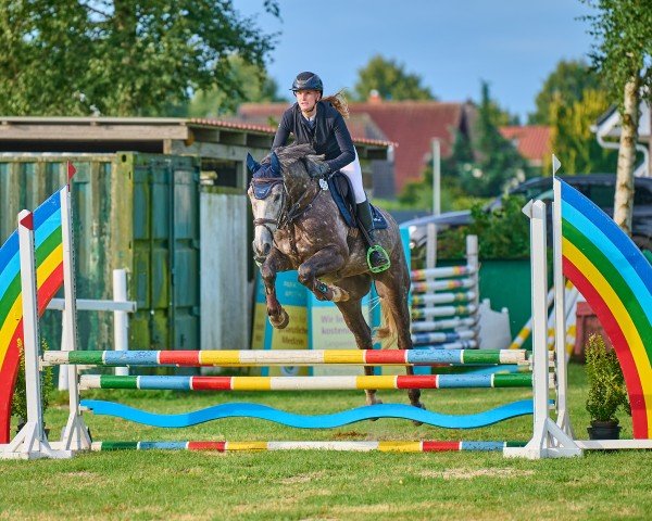 jumper Vunder vom Vesuv (Hanoverian, 2020, from Vesuv 35)