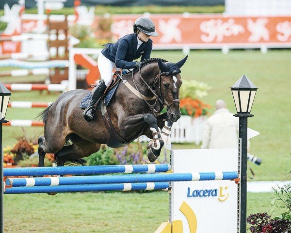 jumper Empire Sbk Z (Zangersheide riding horse, 2016, from Elvis Ter Putte)