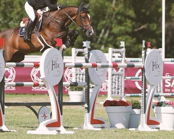jumper Pico Hcc (Holsteiner, 2013, from Clarimo Ask) jumper Pico Hcc (Holsteiner, 2013, from Clarimo Ask)