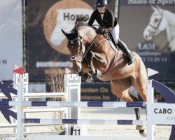 broodmare I'Am Moerhoeve's Princess Z (Zangersheide riding horse, 2013, from Zazu)
