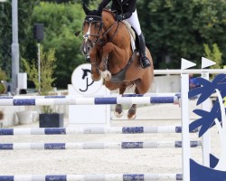 jumper Zarco Di Arezzo Z (Zangersheide riding horse, 2013, from Zandor Z)
