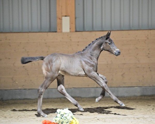 Pferd Mido (Trakehner, 2024, von Shapiro 15)