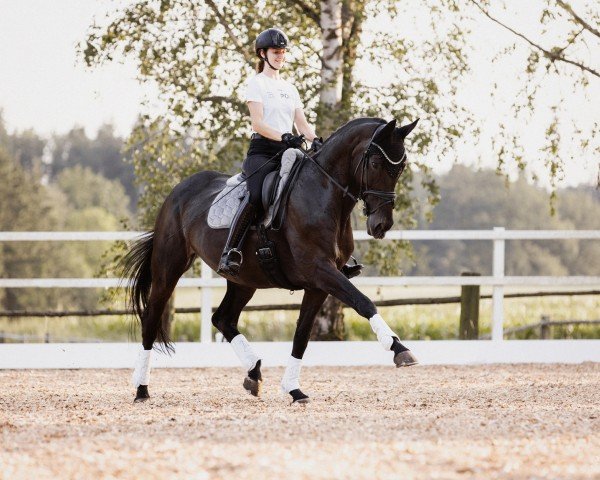 dressage horse Solistin 26 (Hanoverian, 2008, from Stedinger) dressage horse Solistin 26 (Hanoverian, 2008, from Stedinger)