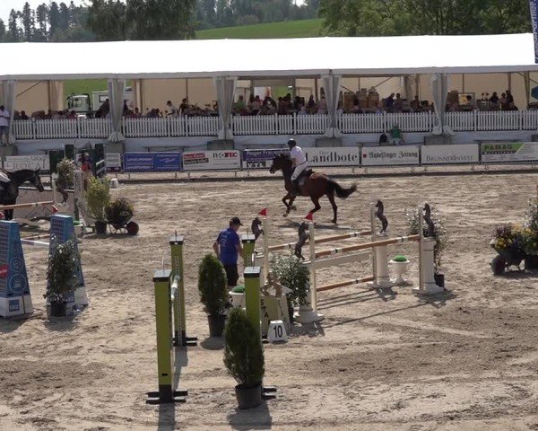 Reitturnier Humlikon 2024