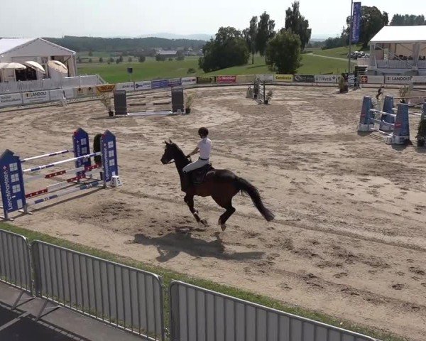 Reitturnier Humlikon 2024