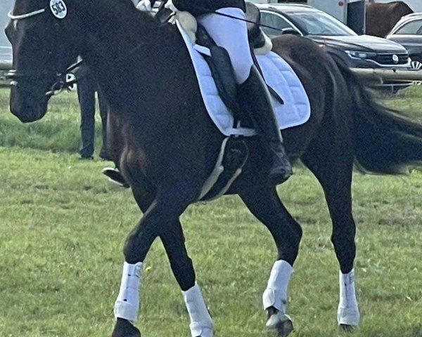 horse Diyara (Hanoverian, 2015, from Dornenkönig)