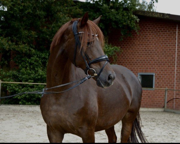 broodmare Sinfonie v.d. H (Oldenburg, 2014, from Livaldon)