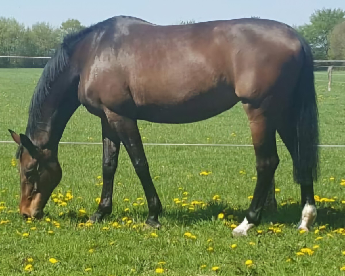 broodmare Shakira C (Oldenburg, 1999, from Sandro Hit)