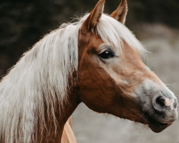Zuchtstute Vaiana (Haflinger, 2019, von Monti)