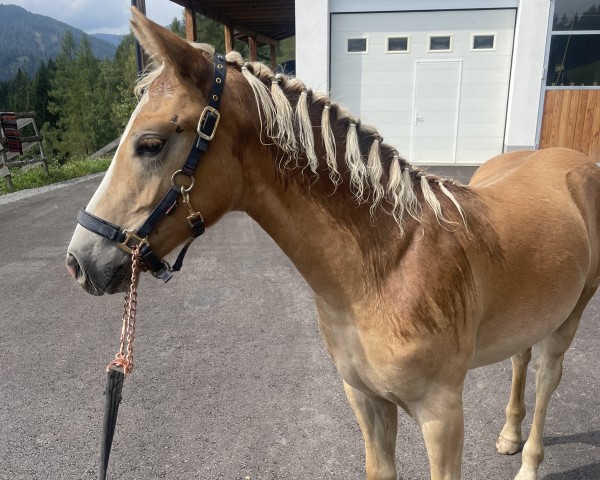 Pferd Angel (Haflinger, 2024, von Actros)