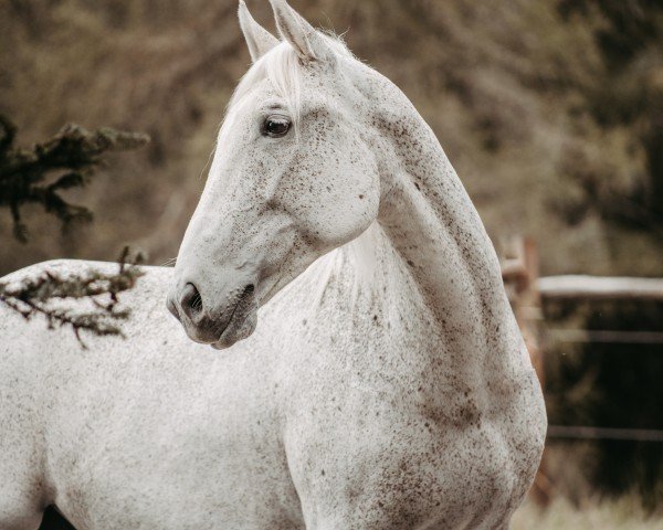 Pferd Montescha (Lipizzaner, 2007)