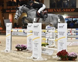 jumper Jipsy (anglo european sporthorse, 2015, from Jaguar van Paemel)