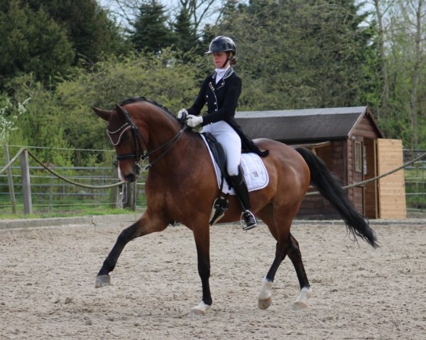 Dressurpferd Kampino 15 (Trakehner, 2012, von Elfado)