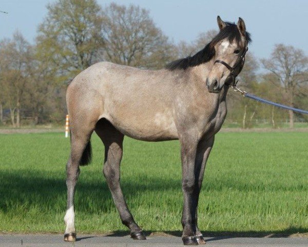 broodmare Riemaars Final Ovation (Oldenburg, 2014, from IS Orlow ox)