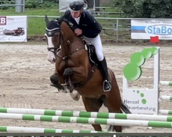 Springpferd Calli Quantus (Oldenburger Springpferd, 2017, von Cellestial)
