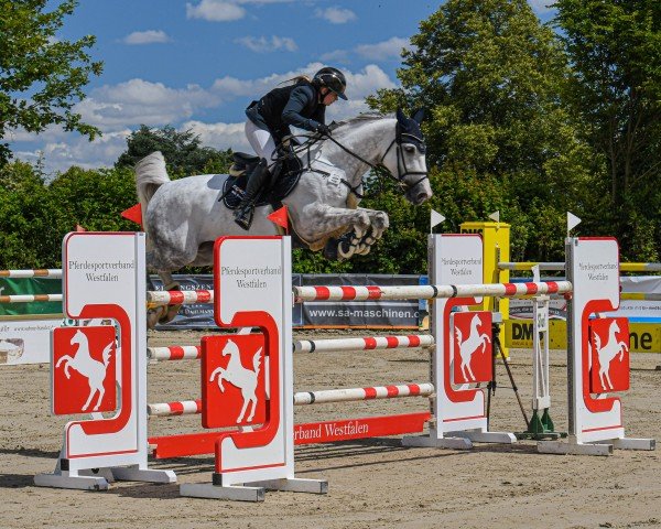 jumper Hocus Pocus 8 (KWPN (Royal Dutch Sporthorse), 2015, from VDL Harley) jumper Hocus Pocus 8 (KWPN (Royal Dutch Sporthorse), 2015, from VDL Harley)