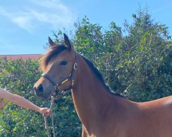 horse Samica P (German Riding Pony, 2023, from Magic Friday B WE)