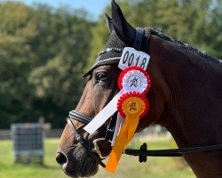 dressage horse Da Costas Kind of Magic (Hanoverian, 2019, from Da Costa)