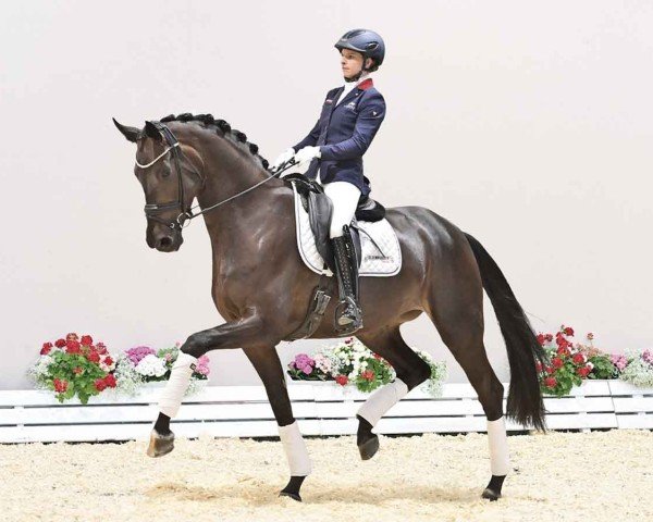 horse Supernova (Oldenburg, 2020, from San Amour I)