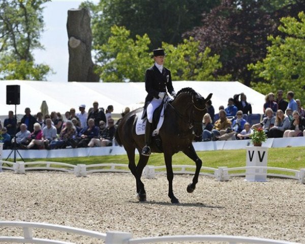 dressage horse Fabienne (Danish Warmblood, 2002, from Future Cup)
