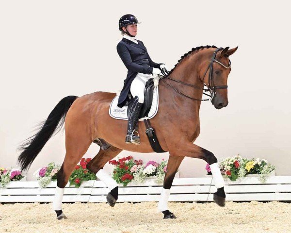 horse Brunetti (Oldenburg, 2017, from Buckingham)