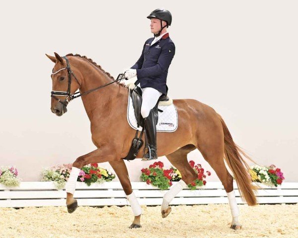 horse OLHPr.A. Undercover (Oldenburg, 2020, from La Vie)
