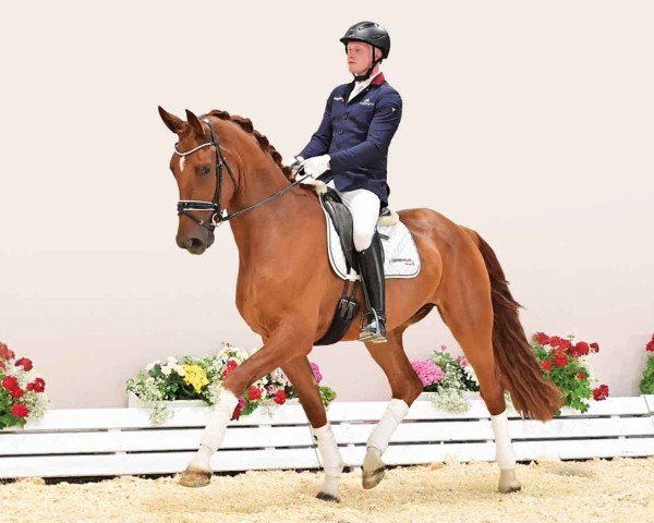 horse Visions of Victory (Oldenburg, 2020, from Vitalis)