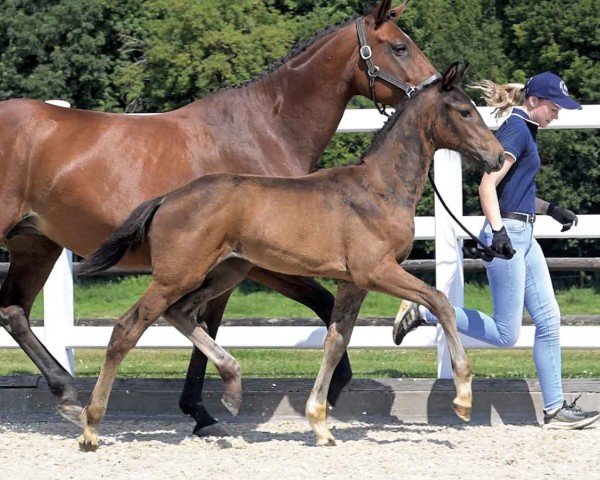 Pferd Diplomatico de Fontaine (Oldenburger, 2024, von Dynamic Dream)