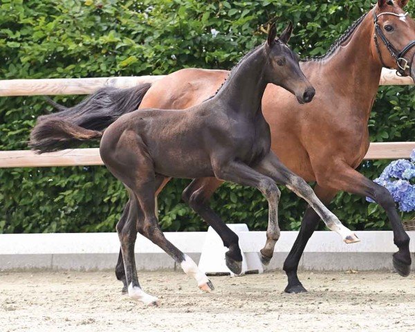 horse Celebrity (Oldenburg show jumper, 2024, from Cornet Obolensky)