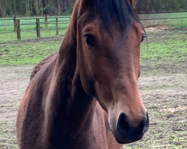 horse Vito Corleone HT (Hanoverian, 2022, from Valverde NRW)