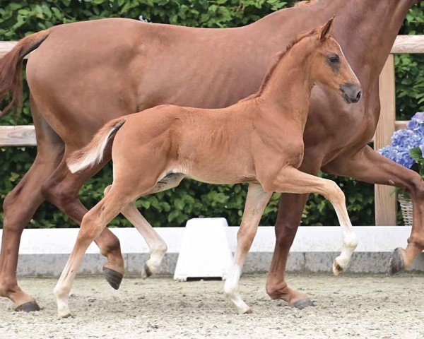 horse Kyano (Oldenburg, 2024, from Kjento)
