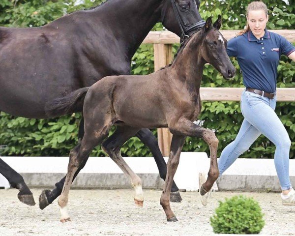 horse Vintage Vixem Ballante (Oldenburg, 2024, from V-Power)