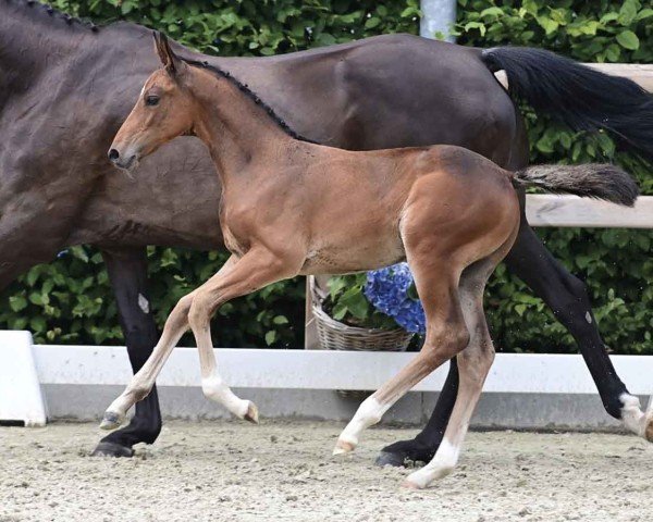 Pferd Elvis (Oldenburger Springpferd, 2024, von Eldorado van de Zeshoek) Pferd Elvis (Oldenburger Springpferd, 2024, von Eldorado van de Zeshoek)
