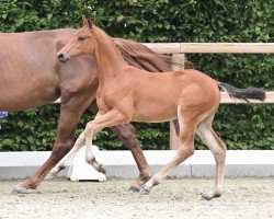 horse Stute von Lord Pezi / Conthargos (Oldenburg show jumper, 2024, from Lord Pezi)