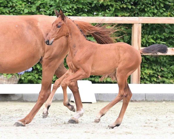 horse Cosmonautin (Oldenburg show jumper, 2024, from Cornet’s Balou)
