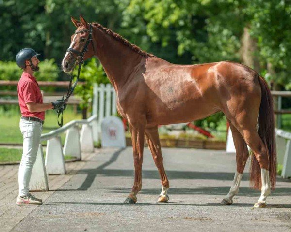broodmare Viabella (Westphalian, 2021, from Von und Zu)