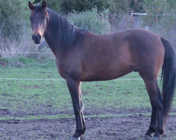 Pferd Königsberg (Trakehner, 2020, von Perfekt 60)