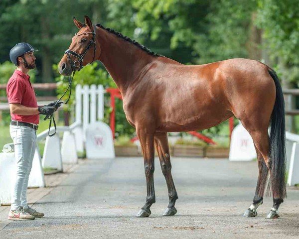 broodmare Vaiana (Westphalian, 2021, from Valverde NRW)