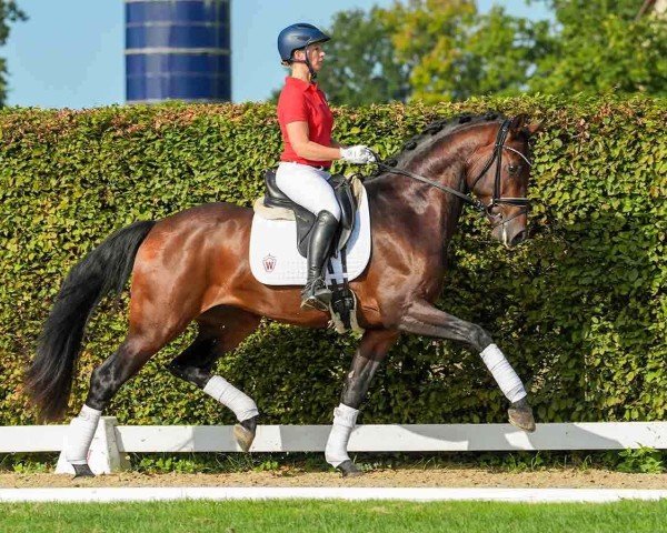 stallion Hengst von Jovian / Fürst Romancier (Oldenburg, 2021, from Jovian)