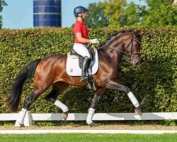 stallion Hengst von Jovian / Fürst Romancier (Oldenburg, 2021, from Jovian)