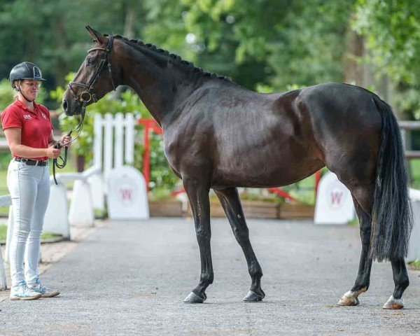 jumper Vegas Girl 3 (Oldenburg, 2020, from Vaderland OLD)