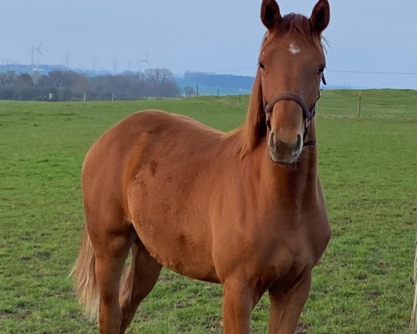Pferd Fiona (Mecklenburger, 2022, von Fidertanz)