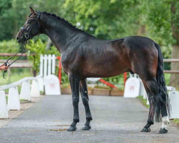 horse Vuturo do Vale-H (Oldenburg, 2020, from Vivaldi)