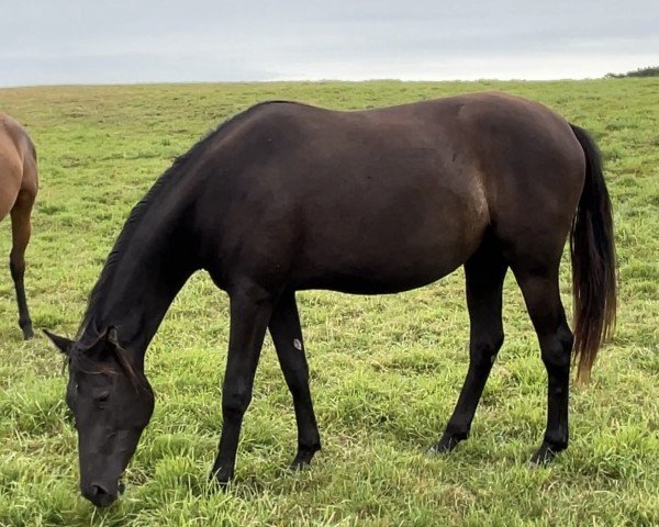 Pferd Katjuscha (Trakehner, 2022, von Hibiskus)