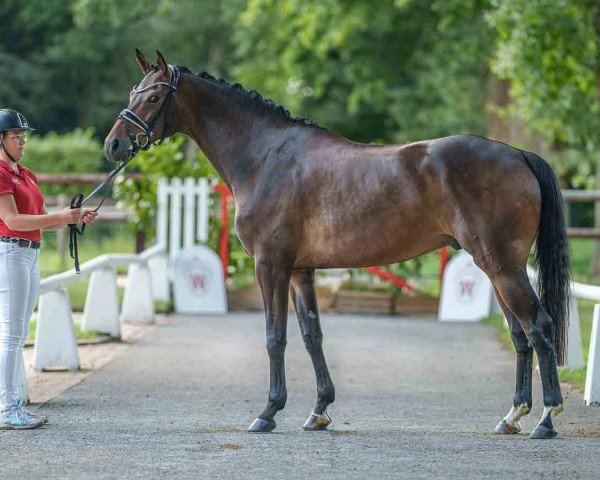 dressage horse Ulmker's Vincento (Westphalian, 2020, from Valdiviani)