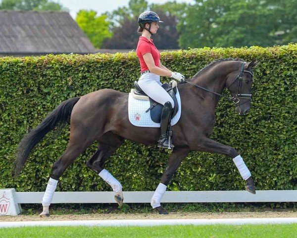 horse Dance Monkey (Hanoverian, 2020, from Don Martillo)