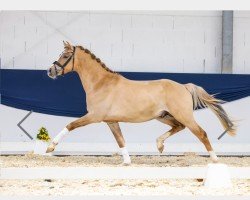 horse Steendieks Dembélé (German Riding Pony, 2021, from Steendieks Morgensterns Dalai)