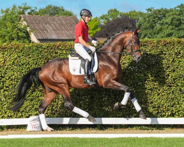 Pferd Hengst von Dynamic Dream / Cascadello I (Westfale, 2021, von Dynamic Dream)